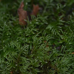 2013-12 Wales/Bryn Gwynant/DSC_0177.JPG